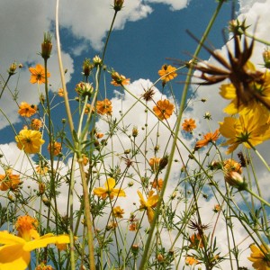 [LP] TASHA - YOU ARE SPRING! (YELLOW WILDFLOWER VINYL)