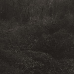 [LP] LESLEY MOK - TRANSIENT