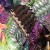 aent_4531399-3679538_1.jpg